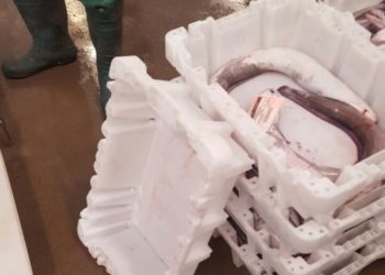 تجار السمك و اصدقاء الصيد التقليدي بأكادير يعترضون تداول الصناديق البلاستيكية المصغرة