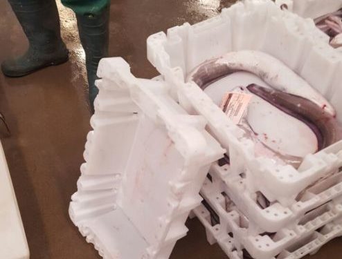 تجار السمك و اصدقاء الصيد التقليدي بأكادير يعترضون تداول الصناديق البلاستيكية المصغرة