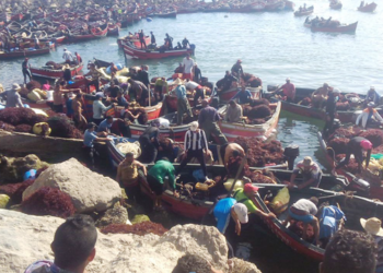 الطحالب البحرية : موسم 2016حصاد نتائج بميزة حسن