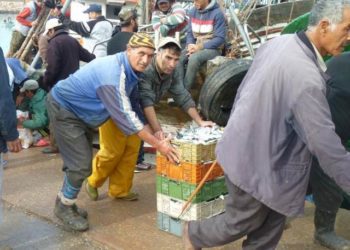 مهنيو صيد السردين بميناء اسفي  يعلقون إضرابهم