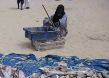 الصيد البحري في موريتانيا: سياسة الحصص الفردية الكارثية