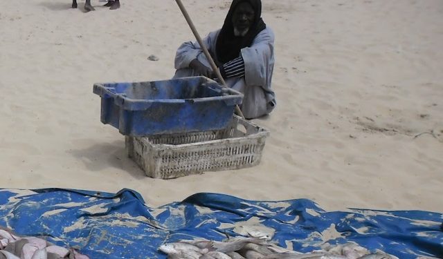 الصيد البحري في موريتانيا: سياسة الحصص الفردية الكارثية