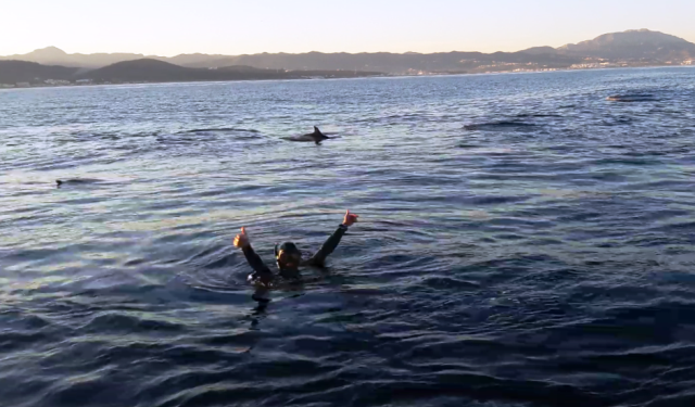 السباحة مع الدلافين ….رسالة لحماية الاحياء البحرية من الشباك الشبح