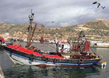 بعد اعلان اسنتئناف نشاط الصيد ،مراكب صيد السردين تفرغ صيدها بميناء أكادير