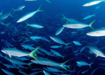 Les poissons de Méditerranée toujours plus petits