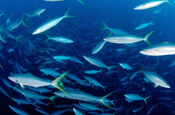 Les poissons de Méditerranée toujours plus petits