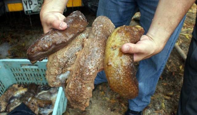 حصار مافيا  فياغارا البحر