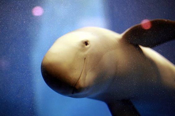 أصغر حيتان العالم على شفير الاندثار