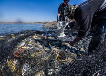 الزيوت العطرية في النظام الغذائي للاسماك المستزرعة