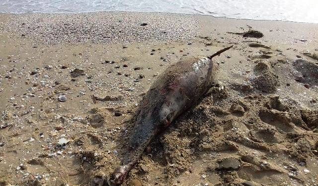 نفوق دلافين أخرى بساحل المضيق يطرح سؤال الالتزامات المغربية لحماية الثديات
