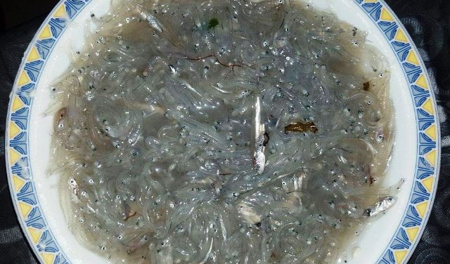 جمعيتان حقوقيتان : هكذا يتم تدمير الثروة السمكية بالريف