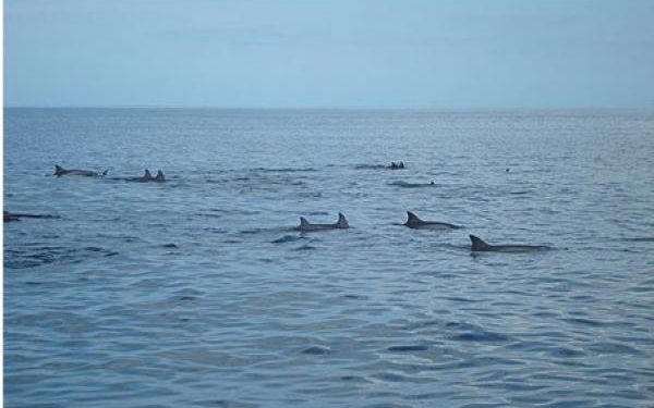 “إعلان مالطا” آخر فرصة لإنقاذ المخزونات السمكية بالمتوسط