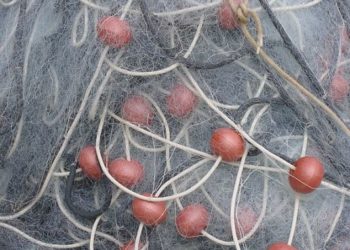 جراد البحر يحل بميناء بوجدور،و تحذير من تورط مسؤولين بالتواطؤ