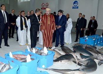 اسواق بيع السمك بالجملة  لنشاطها بجهة وادي الذهب