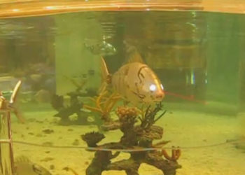 Des scientifiques chinois fabriquent un poisson robot souple