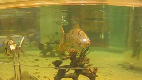 Des scientifiques chinois fabriquent un poisson robot souple