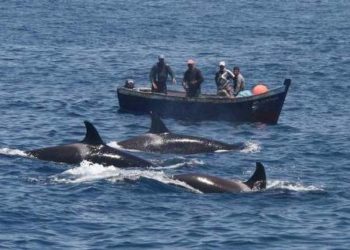 مهنيو الصيد التقليدي بالمنطقة المتوسطية يطالبون بالمساواة في التعويض عن هجمات النيكرو