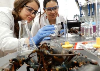une pellicule plastique avec des restes de fruits de mer