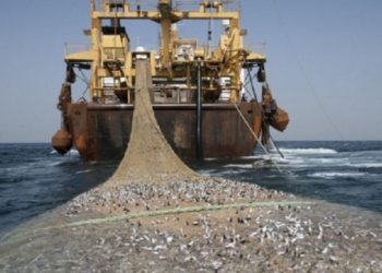 Greenpeace:Onze navires ont été saisis pour pêche illégale en Afrique de l’Ouest