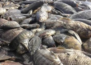 فاو: تحذر من فيروس قاتل يصيب أسماك البلطي في مصر