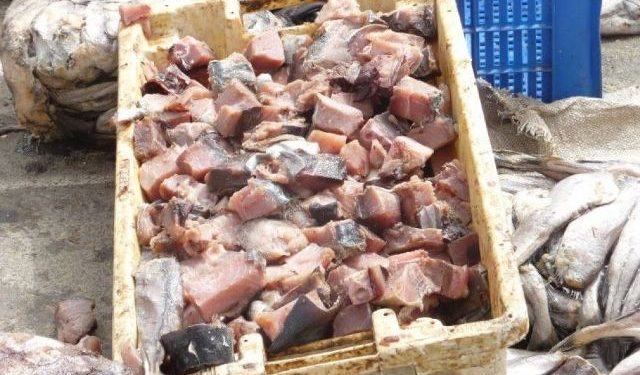 أسماك مدودة تروج بالبيضاء
