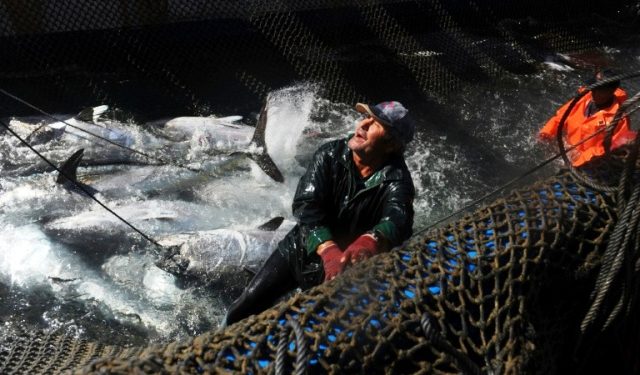 Pêche illégale du thon: 48 entreprises signent un pacte