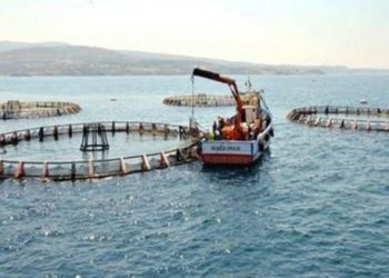 الجزائر:تكييف التكوين في مجال الصيد البحري وتربية المائيات