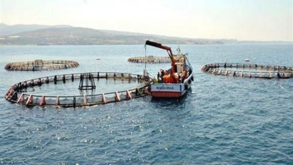 الجزائر:تكييف التكوين في مجال الصيد البحري وتربية المائيات