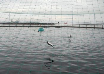 Poissons : l’élevage vide les océans