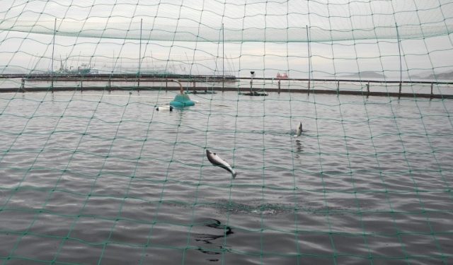 Poissons : l’élevage vide les océans