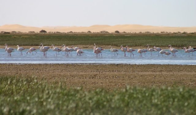 منتزه أخنيفس: موطن الطيور في المغرب