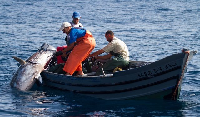 السوق الياباني يستقبل التونة  الحمراء المغربية ب900 درهما