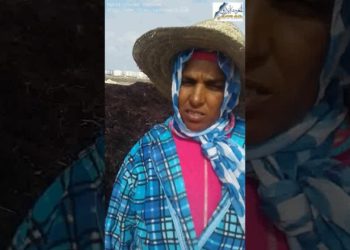 فاطمة العكاوي رئيسة تعاونية لجني الطحالب بالجديدة في تصريح للمغرب الأزرق
