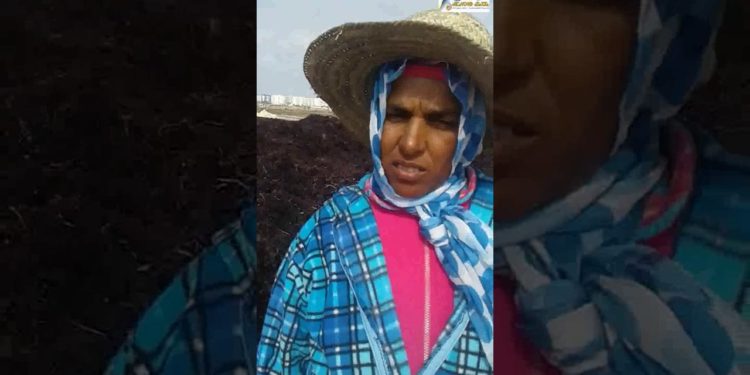 فاطمة العكاوي رئيسة تعاونية لجني الطحالب بالجديدة في تصريح للمغرب الأزرق