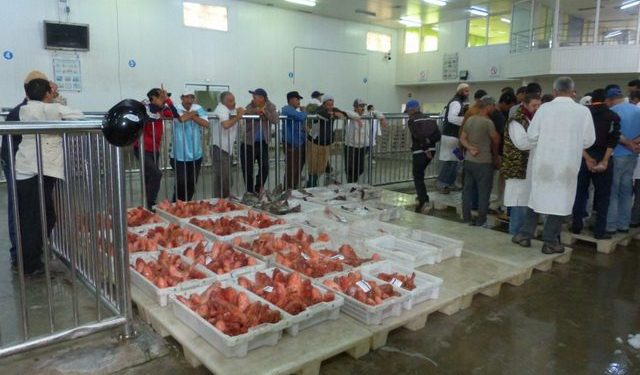 تجار السمك بأسفي يستغيثون بأخنوش