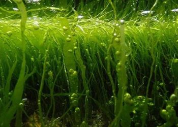 الطحالب البرية غنية بالبروتينات واليود والفيتامينات