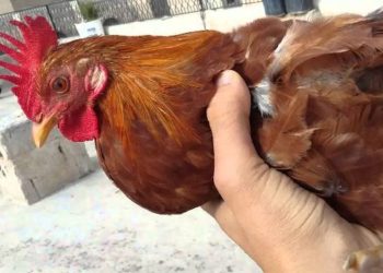 عندما يتضامن الديك ألما مع ثعالب الصحراء
