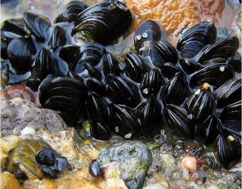 سيدي إفني.. رفع الحظر عن جمع وتسويق الصدفيات