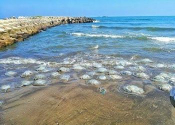 عميد معهد البحوث البيئية: قنديل البحر يحمل فى سمه علاجا للزهايمر والشيخوخة