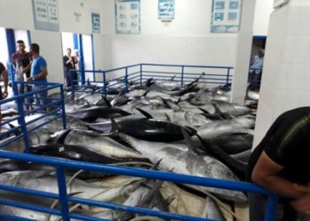 برلماني عن البيجيدي يتسبب في احتقان غير مسبوق وسط الصيادين بطنجة