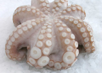 المهنيون بالعيون ينظمون توزيع ما تبقى من حصة الاخطبوط