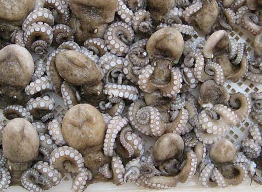 غرفة الصيد بأكادير تستنكر انقلاب الادارة على القرار17/07 الخاص بصيد الاخطبوط