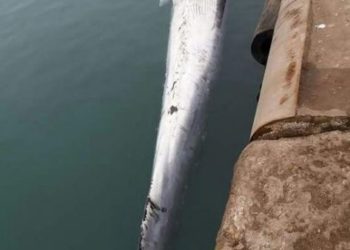 ميناء طانطان يستقبل حوتا نافقا