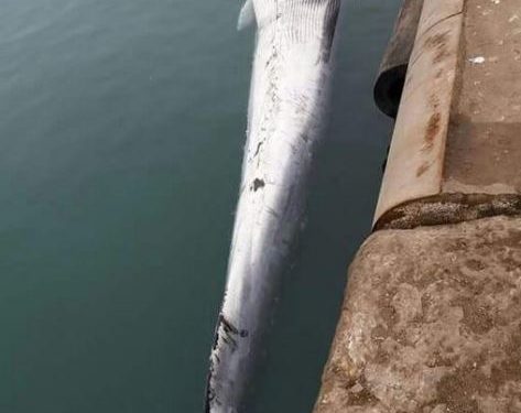ميناء طانطان يستقبل حوتا نافقا
