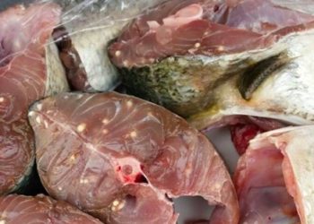 حجز أسماك مصابة بطفيليات في ميناء سيدي إفني