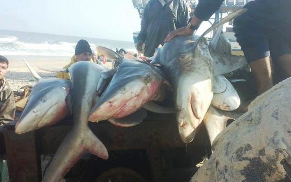 القرش في راحة بيولوجية ل 5 سنوات بالمغرب