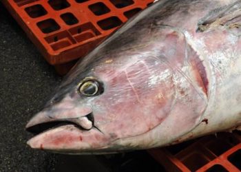 La surprise du thon rouge en Manche