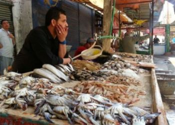 الأسماك المصرية تدخل دائرة الحظر الدولي بسبب خطورتها