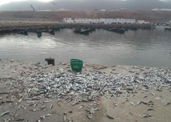 شاط الخير على افني