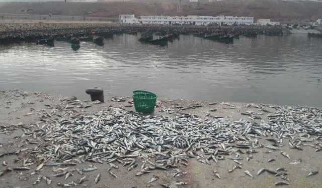 شاط الخير على افني